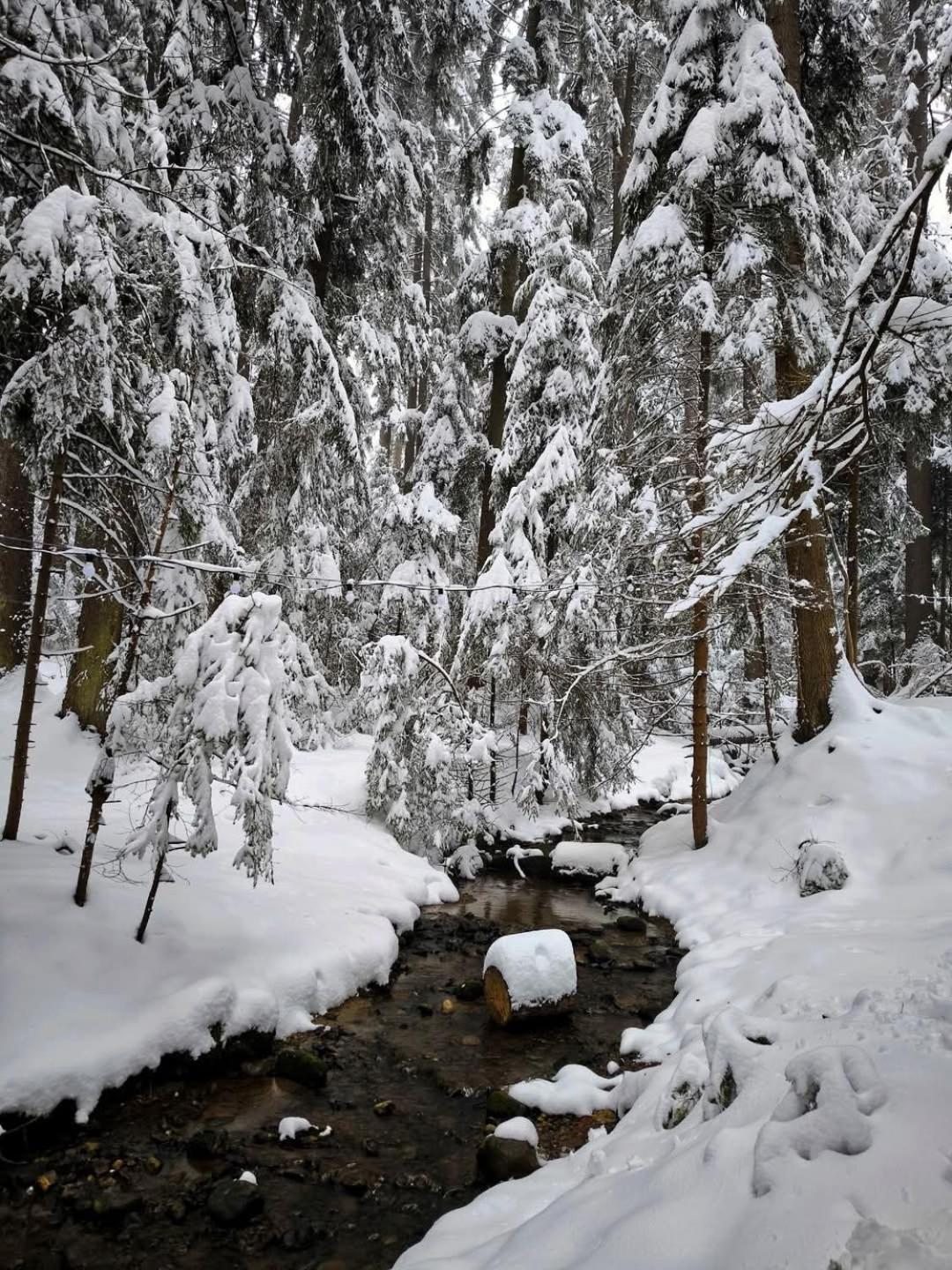 Mountain Studio Asp E63 Borovets Gardens المظهر الخارجي الصورة